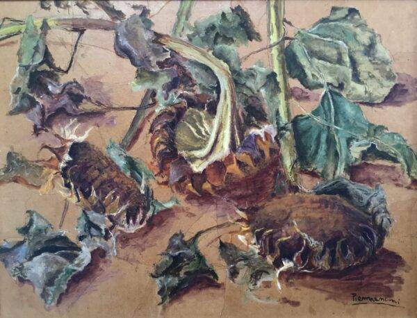 Girasoli appassiti, olio su tela e carta di Piermancini, 1981